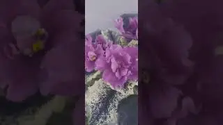 НК-Симпатика|Довго не хотіла квітнути