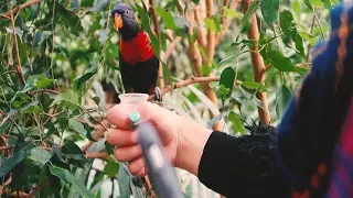 KAMIKAZE BIRDS - Colchester Zoo