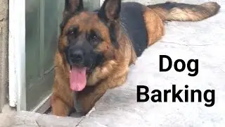 Jarman shepherd dog 🐕 barking#viral video #8kvideo