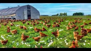 How to raise millions of free-range chickens for eggs and meat - Poultry Farming - Meat Factory