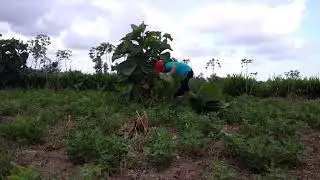 Pak Guru belajar bertani || REMPES ||