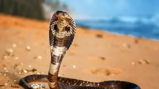 Cobra Unveiled: The Misunderstood Serpent's Secret Life