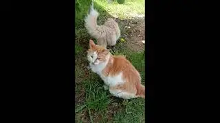 Мои кошки - синхронное валяние и боевое искусство