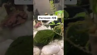 Ответ на ваши вопросы! Сколько всё стоит для содержания аксолотля💖 