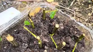 The SECRET To Growing More Curry Leaf Plants Shhhh #curryleaves #curryleafplant #secret