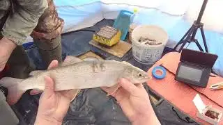 РЫБАЛКА В ПАЛАТКЕ. ЕЛЕЦ, ХАРИУС, ЛЕНОК, СОШЛИ С УМА! КЛЁВ КАК ИЗ ПУЛЕМЁТА