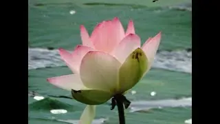 Lotus Lake in Dyurso. A lifetime of enchantment.