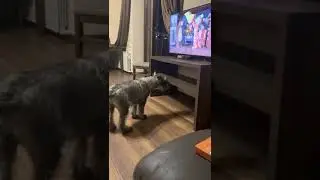 смотрит мультики парень🤗Наш выпускник Рольф (NETTL GREIT ROLF FEARLESS )