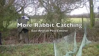 More Rabbit Catching - East Anglian Pest Control