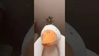Петя стал блогером?