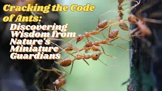 The Secrets of Ants: Life Lessons from Tiny Warriors