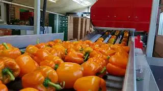 PEPPER GRADING AND SORTING 0