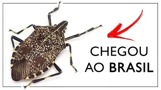 SE ENCONTRAR ESTE INSETO, REGISTRE! | Erthesina fullo