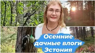 Влог каждый день.Дачные влоги.Осенняя природа.Дачные дела на участке осенью.Эстония Vlog