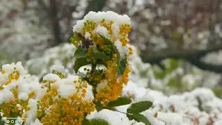 Раймонд Паулс -  Пасмурна погода
