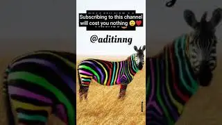 PicsArt photo Manipulation | Coloured Zebra | Aditinng 💥