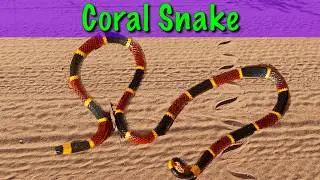 Hunting Snakes: YIKES Rattlesnakes & Coral Snakes