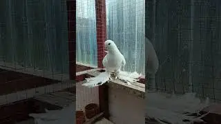 Белая голубка