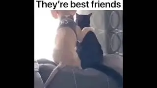 Gato y perro mejores amigos