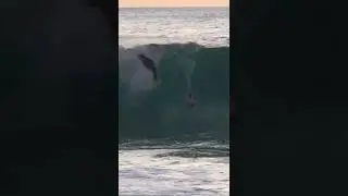 Surfer gets attacked by a sea MONSTER!  