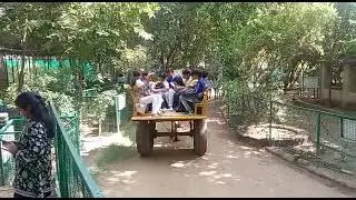pratapgarh farms camel cart ride #pratapgarh