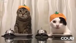 Ресторан котиков