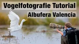 Vogelfotografie in den Reisfeldern im Süden von Valencia (Albufera)