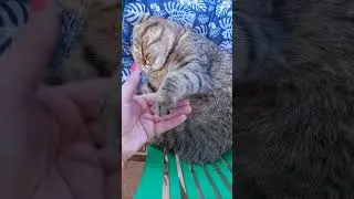 Уснуть с поднятой лапой невозможно?Симбонька умеет)))