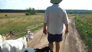 Выгул коз по асфальту -  счесываем копытный рог