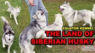 THE LAND OF SIBERIAN HUSKY - GUDANGNYA SIBERIAN HUSKY SHOW QUALITY