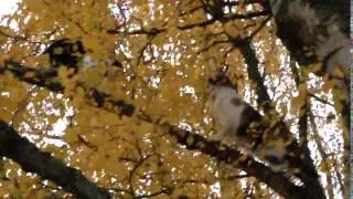 Two Cats in a Tree