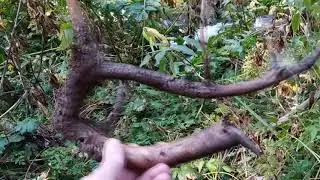 Коль-Тор - Вышли в поход за корягами.