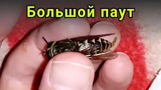 Большой паут