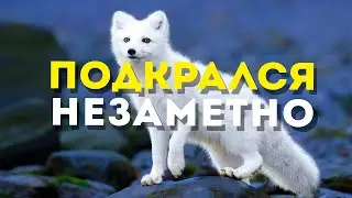Дефицит, инфляция и самозаряжение