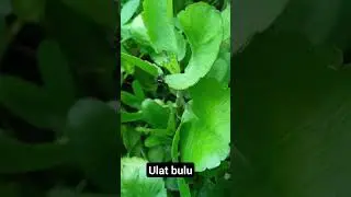 Ulat bulu