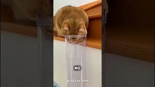 Sometimes a cat gets stuck in a pipe