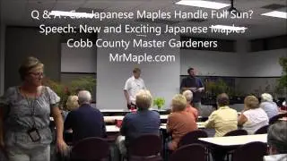 MrMaple Q & A:   Can Japanese Maples Handle Full Sun?