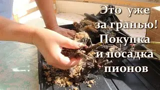 The Peony Seller Who Doesn't Exist and Mold for Your Money. How to Plant Peonies Without Hassle