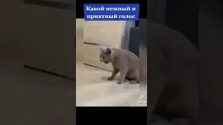 Реакция кота на пение звёзды тик тока