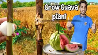 Reaction video Guava Plant. New Technique propagate guava tree using onion juice
