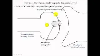 Basic smoking physiology Part 2