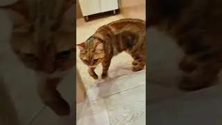 первым делом, когда приходишь в гости нужно поесть