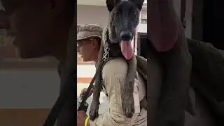 Собака на самокаті