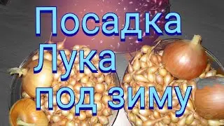посадка лука под зиму