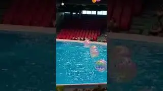 Dolphin Playing With Balls at Dolphinarium, Dubai UAE