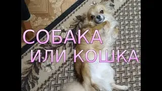 ЧихуаХуа. Собака или кошка.  Тула вязка .