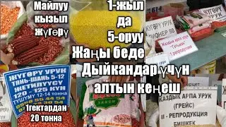 Уруктардын баалары.1-гетар жерден 20 тонна жүгөрү алса болот. Жаңы беде урук. 1-жылда беш орун