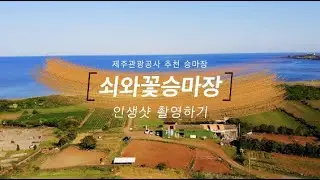 [쇠와꽃승마장] 제주 핫플레이스 승마 모습 촬영하기