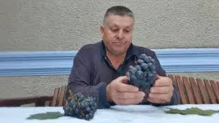 Виноград старых и уже легендарных технических сортов  Копчак и  40 лет Октября . 29.09.2021г.