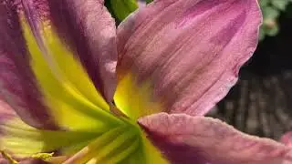 Appliqué Prism